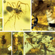 Other invertebrates found in the amber.